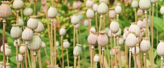 Jedním z nejznámějších opiátů, na němž může vzniknout závislost velmi snadno, je morfin, který je ve velké míře obsažen v nezralých palicích máku